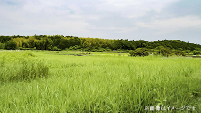 サンプルイメージ